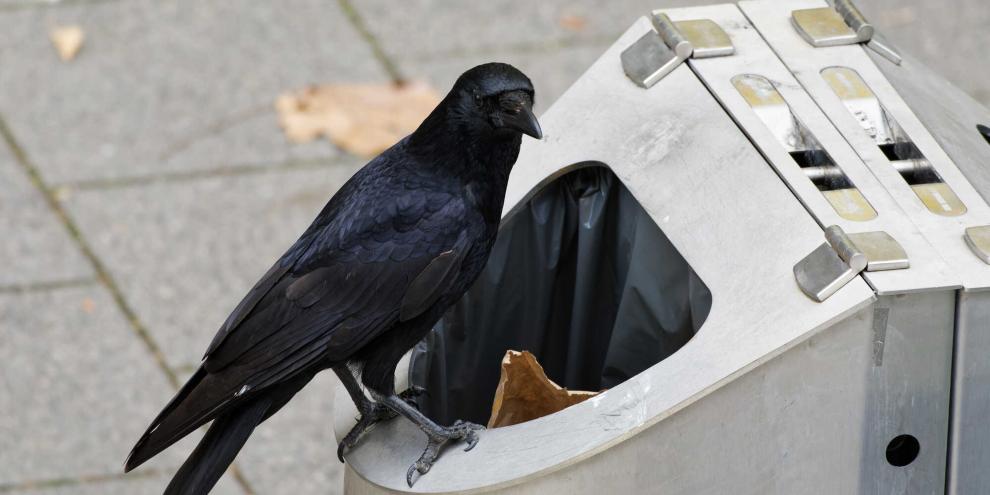 In Schweden wird die Intelligenz der Rabenvögel genutzt, um die Stadt sauber zu halten.