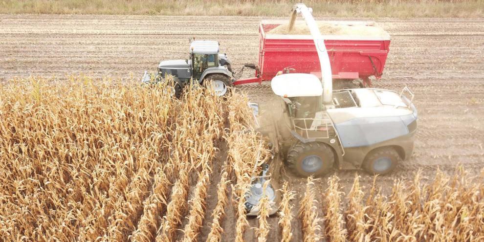Ein Häcksler ohne Markenfarbe frisst sich durchs Maisfeld – als Symbolbild. Das Nachbau-Modell aus dem Artikel sieht anders aus.