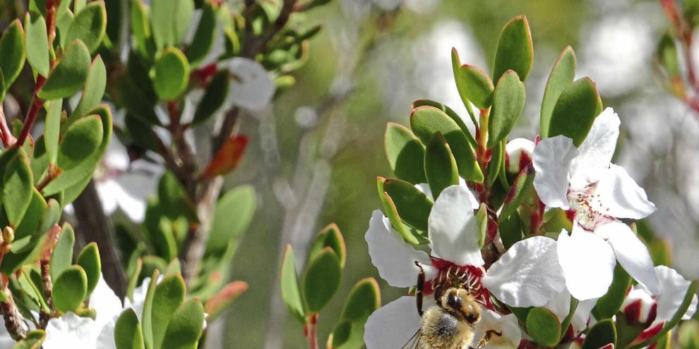 Eine Honigbiene sitzt auf der Blüte eines Manuka-Baumes.