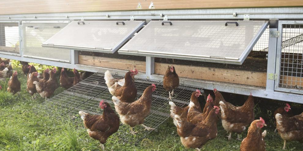 kaltscharrbereich-junghennen