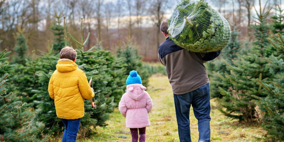 Über ein Drittel der deutschen Haushalte setzt auf echte Weihnachtsbäume. Und ein Favorit sticht deutlich heraus.