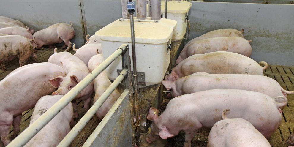 Ein hoher Faseranteil im Mastfutter, eine gut fermentierbare Faserquelle vorausgesetzt, fördert die Darmgesundheit und sichert hohe Mastleistungen.