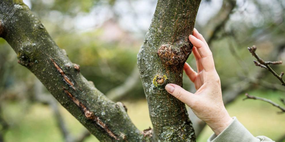 Um den Schaden zu begrenzen, sollten Sie folgende Rindenkrankheiten kennen.