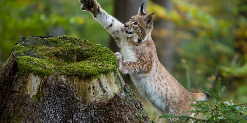 In NRW wurde ein Luchs bestätigt.