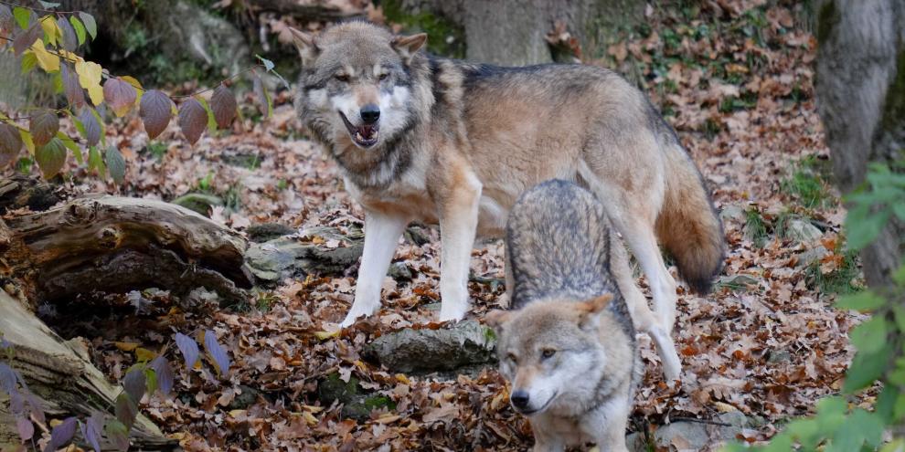 Für einen Wolfsabschuss mussten Beamte in Südtirol 27 mal den Helikopter nutzen (Symbolbild).