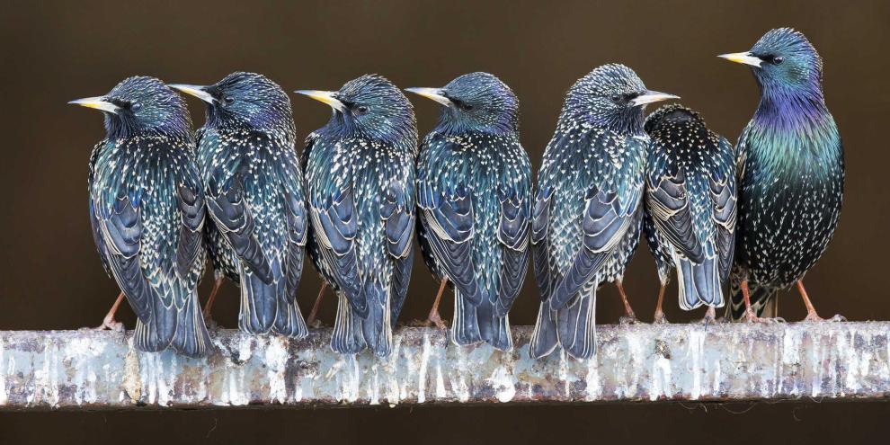 Die Hälfte der Saison nur im Pulk anzutreffen: StareRechts: Blindtext Silge M Silge Mus Tesectur suUm re nectore struEvent quiscientur simu