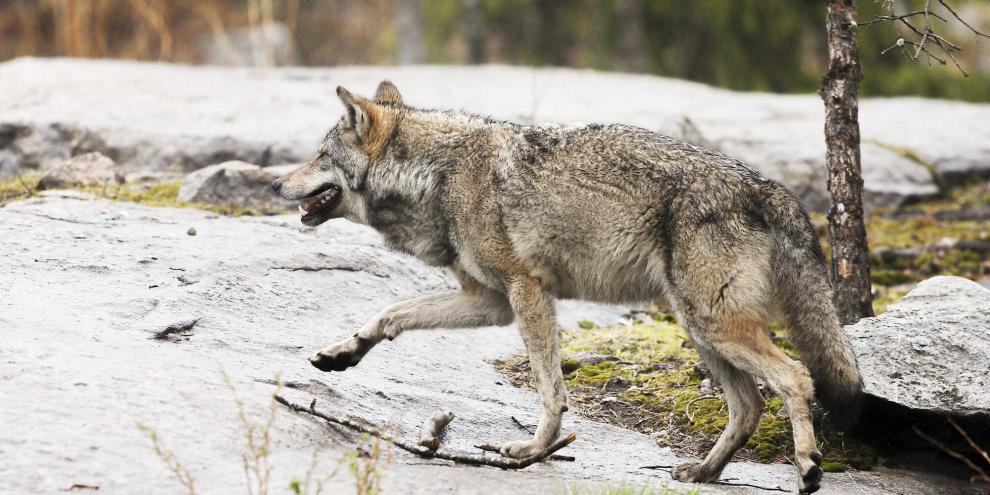 Bei Wölfen ist ein kurioses Jagdverhalten festgestellt worden.