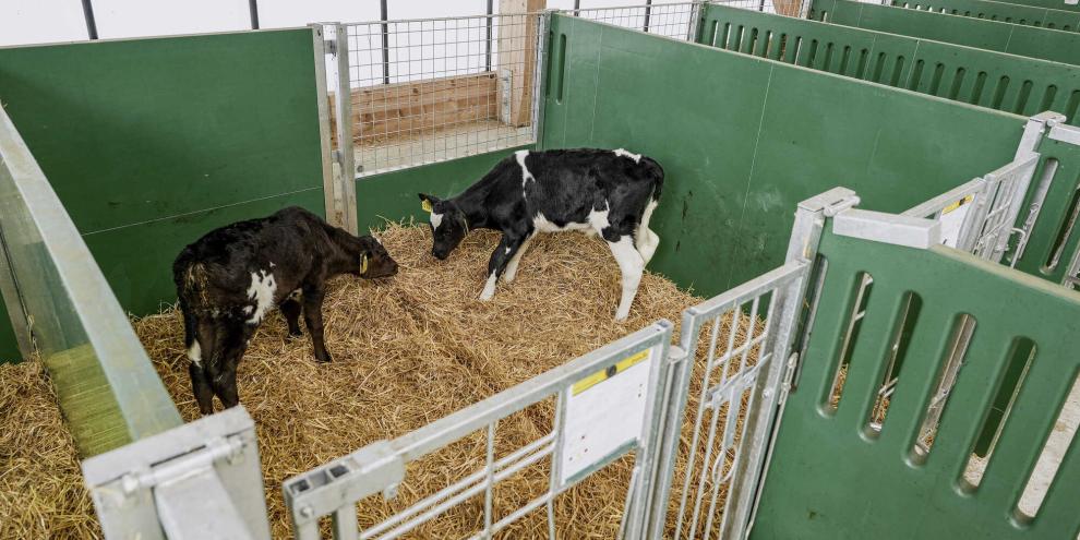 Die frühe Haltung in Kleingruppen wird immer häufiger umgesetzt und kann Vorteile für Verhalten und Entwicklung haben.