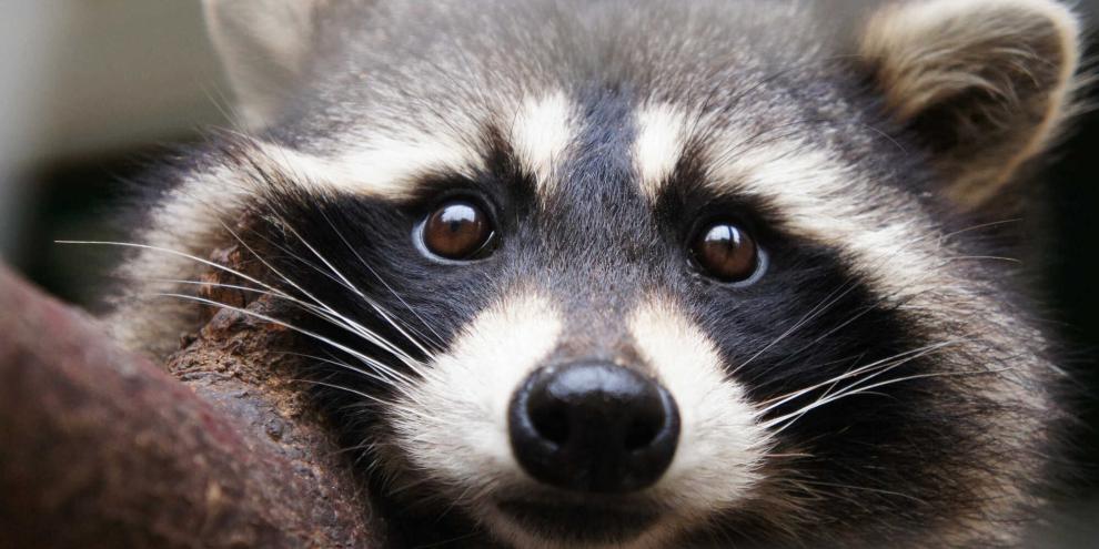 In einem Laden in Virginia (USA) sorgte ein Waschbär für Verwüstung.
