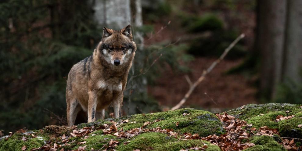 In der Lüdenscheider Innenstadt wurde ein Wolf gesichtet.