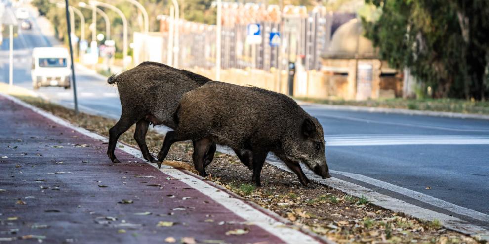 Bei einem Ausflug in den urbanen Raum hat sich ein Wildschwein in Pilsen in einen Supermarkt verirrt (Symbolbild).