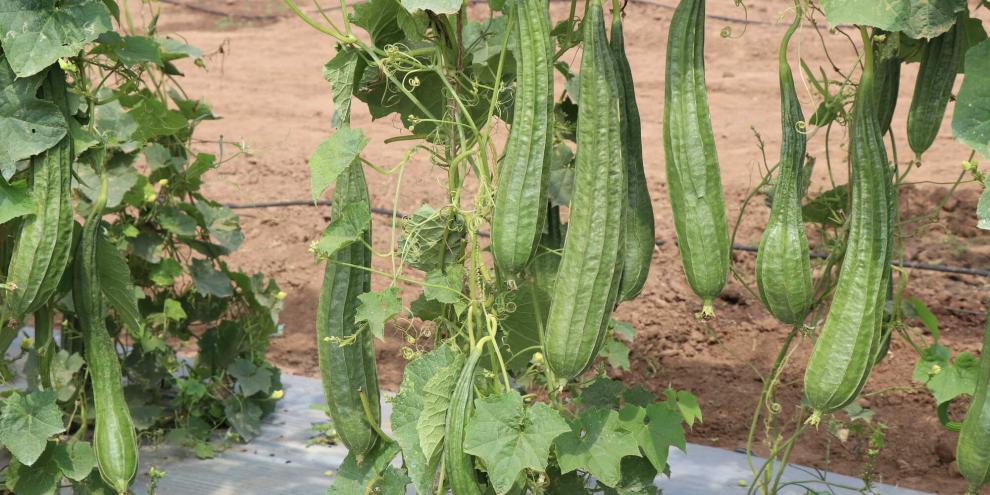 Luffas oder Schwammgurken brauchen Rankhilfen.