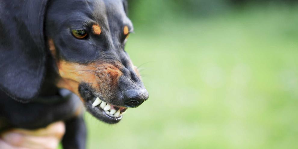 Dackel-fletscht-Zaehne