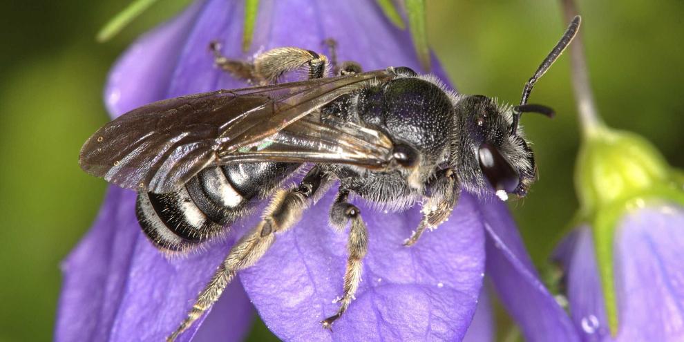 Die Weibchen der Glockenblumen-Schmalbiene sind an den weißen Haarflecken am Hinterleib zu erkennen.