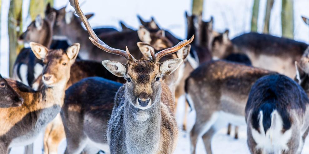 Die Reinhardswaldregion gilt als damwildfreies Gebiet.