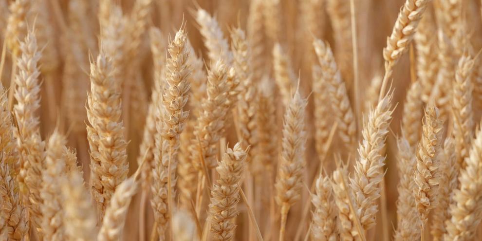 Weizen-AdobeStock_1347867432