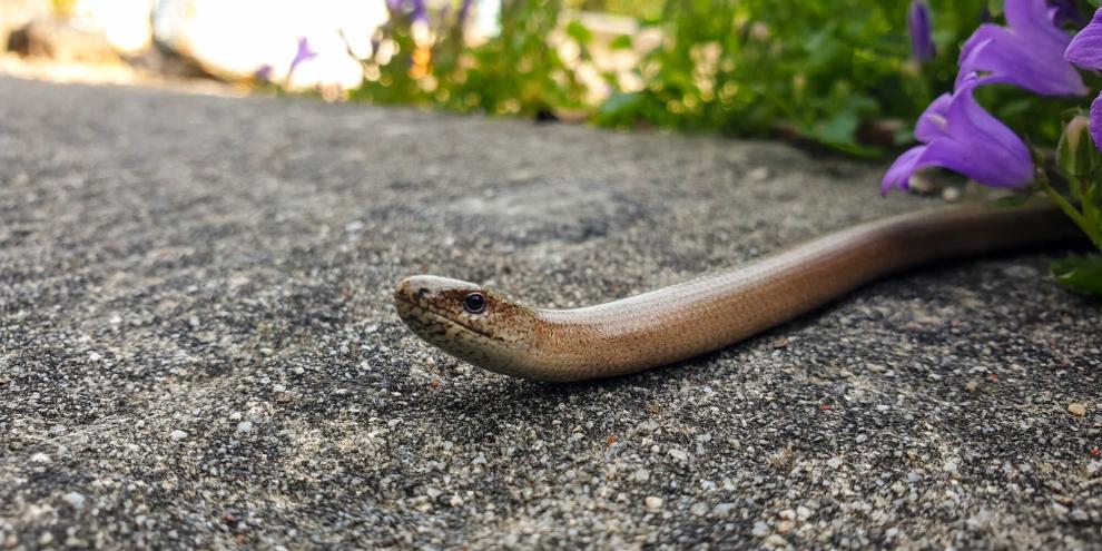 Die Bildschleiche ist im Garten ein wertvoller Nützling.