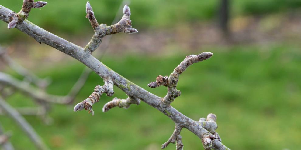 Können Sie Blatt- von Blütenknospen unterscheiden?