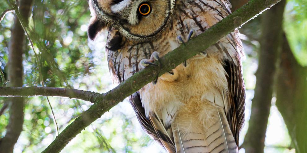 Die Waldohreule hat alles gut im Blick, da sie ihren Kopf leicht um bis zu 270 Grad drehen kann.