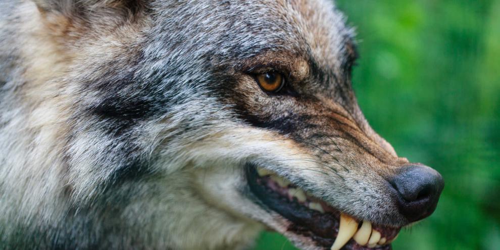 Ein einzelner Wolf hat Wild- und Wanderpark Weiskirchen zwei Stücke Rotwild gerissen (Symbolbild).