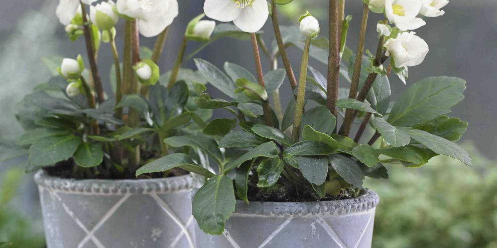 Gar nicht schüchtern: Mit großen Blüten machen Christrosen mitten im Winter auf sich aufmerksam.