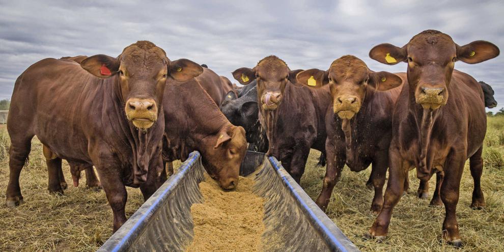Zunächst wurde die La Huella Farm als Mastbetrieb gegründet; erst später folgte die Ausrichtung auf die Zucht.