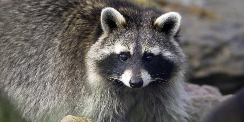 Ein Jagdaufseher tötete Waschbären in Wahlbach rechtens – wie ein Gericht nun befand (Symbolbild).Ein stiller Mitreisender des Waschbären sorgt bei Forschern der Uni Frankfurt für Aufsehen.
