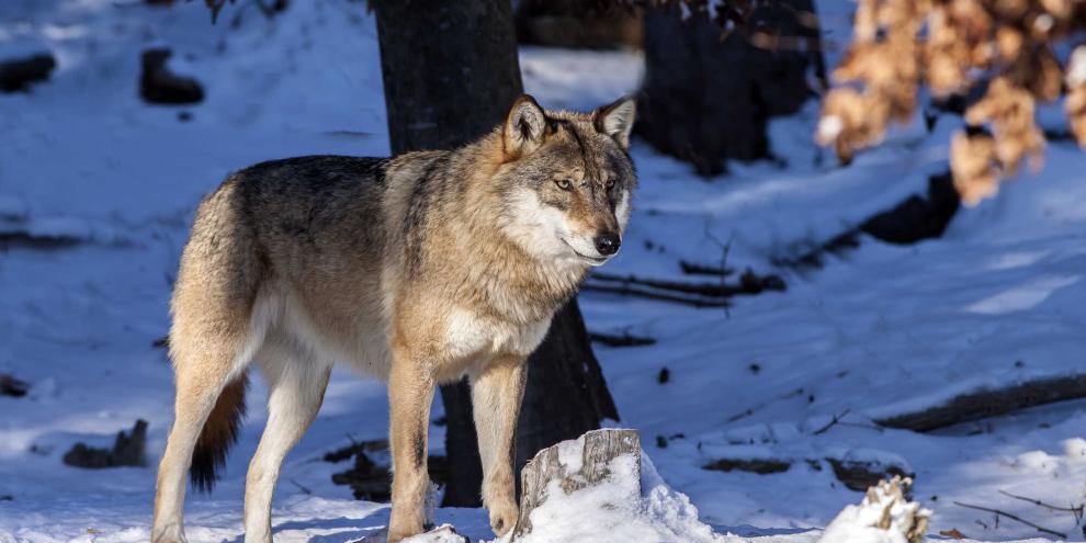 In Tirol wurde ein gewilderter Wolf gefunden, dem Kopf, Branten und Schwanz fehlten (Symbolbild).