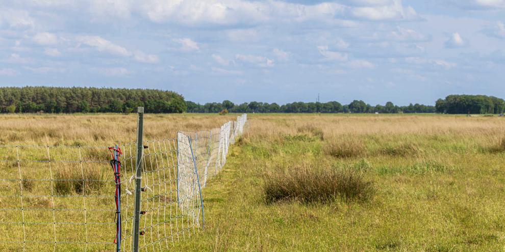 Über acht Millionen Euro hat das Land Niedersachsen für Präventions und Schadensersatz beim Wolf 2025 eingeplant.