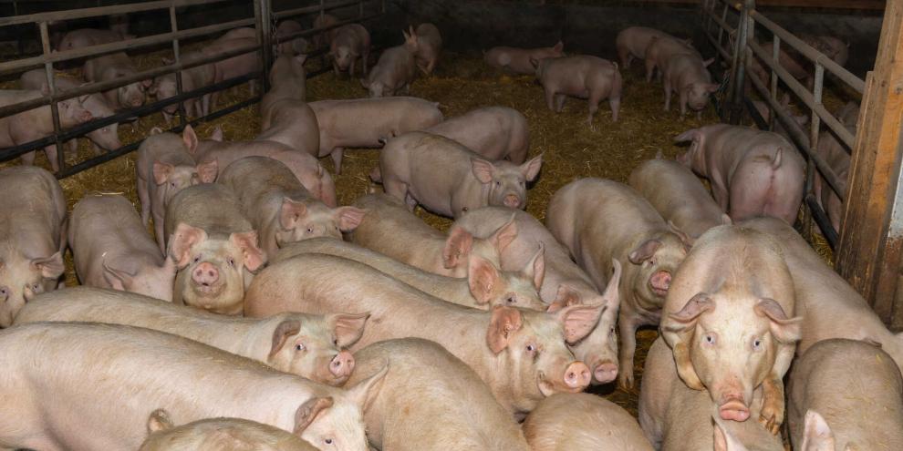 Schweine in einem Stall