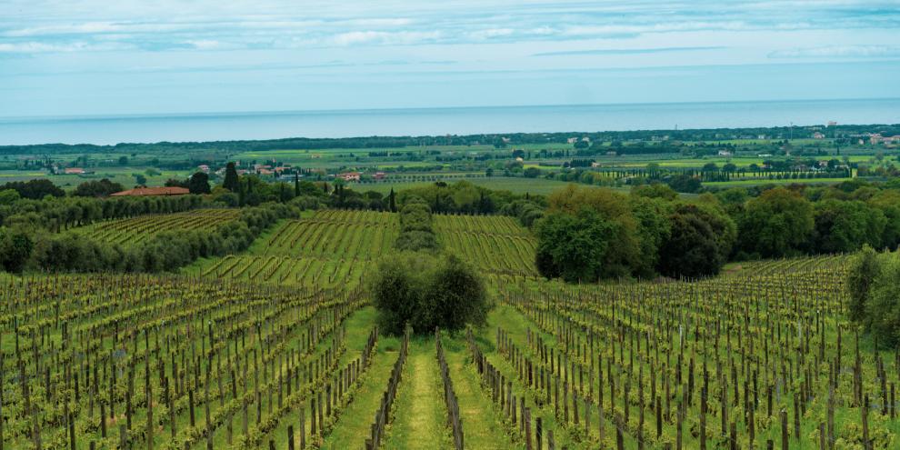 Die Kombination von Bäumen und Weinreben kann den Ertrag steigern.