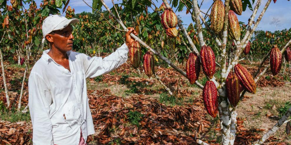 Musste für den Kakao Regenwald fallen? genau das will die Entwaldungsordnung verhindern.