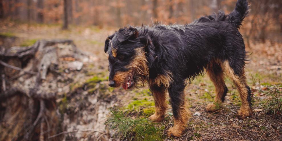 Ein Deutscher Jagdterrier ist in der sächsischen Schweiz verschollen (Symbolbild).