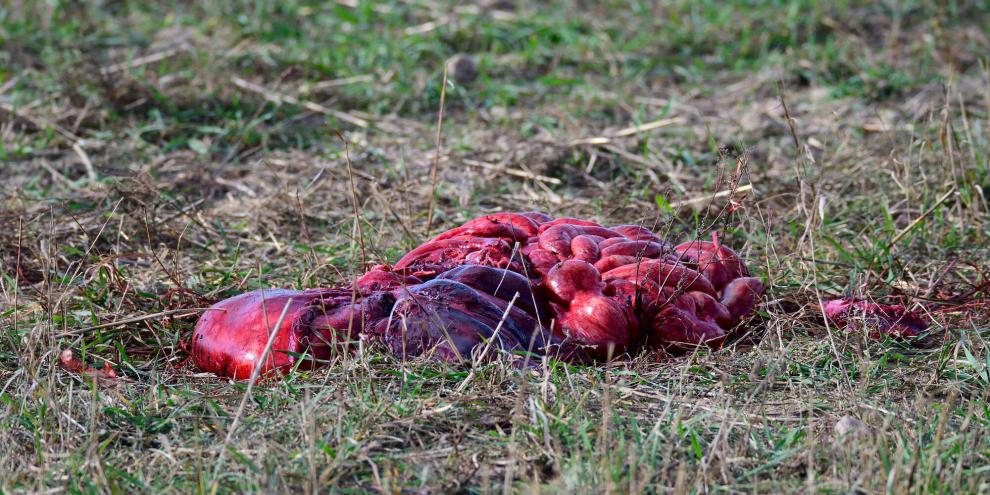 Im Vogelsberg wurden wiederholt Schlachtreste von Schweinen gefunden. Im Kreis ist die Sorge um eine mögliche Ausbreitung der ASP groß.