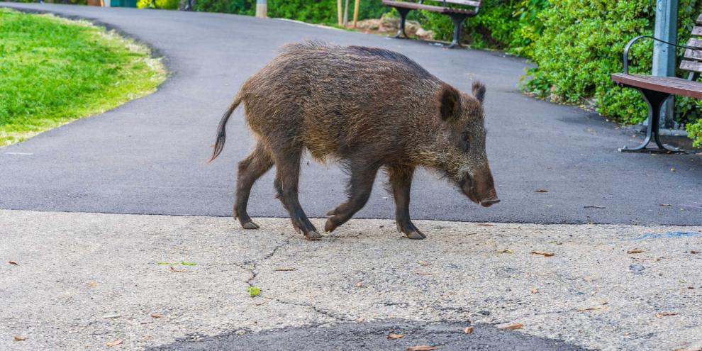 Eine Rotte Wildschweine sorgte für Unruhe in einer Ortschaft.