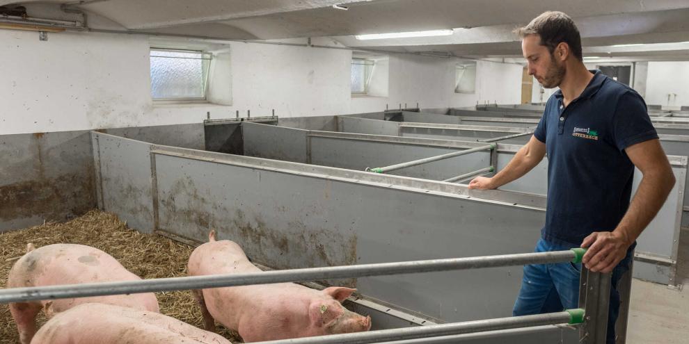 Für Stallbauinvestitionen in mehr Tierwohl für Schweine gibt es auch im September 2026 Förderungen.