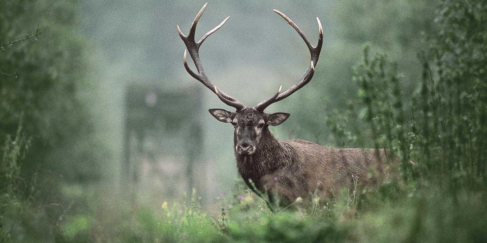 In Bayern wird über Rotwild debattiert.Hessens Jäger in Nordhessen wollen dem Rotwild helfen.