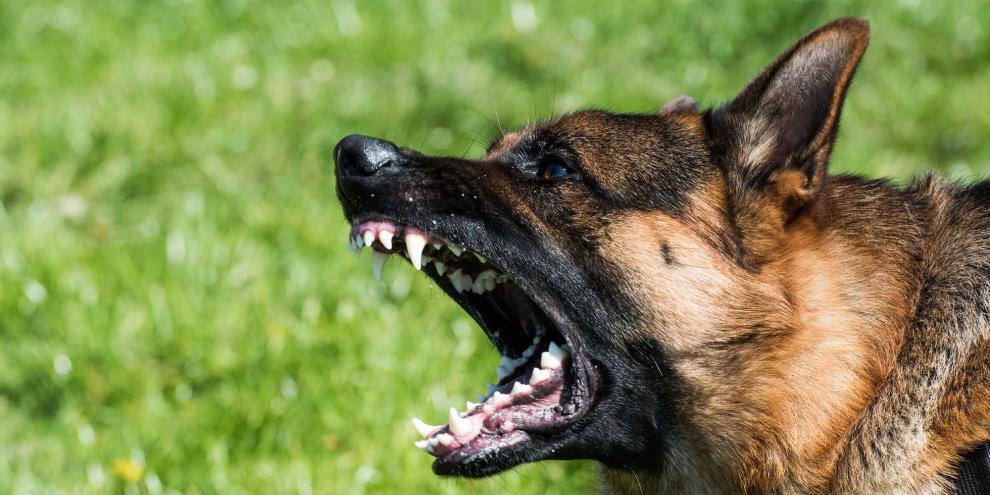 Zwei Schäferhunde verletzten eine 23-Jährige stark.