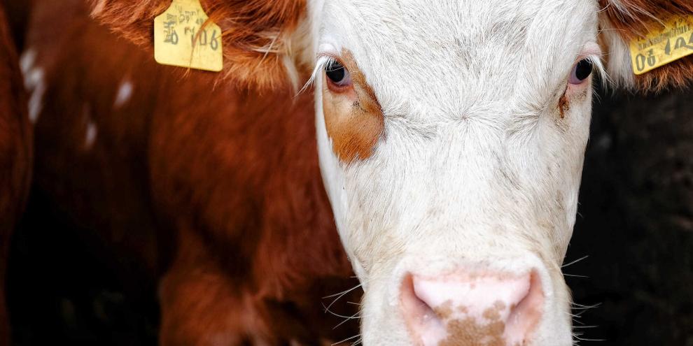 Rindermast-AdobeStock_88469320