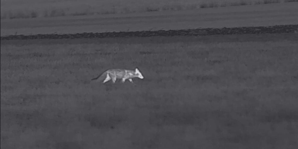 Im Offenland ist ein im Wärmebildgerät verbauter Entferungsmesser hilfreich.