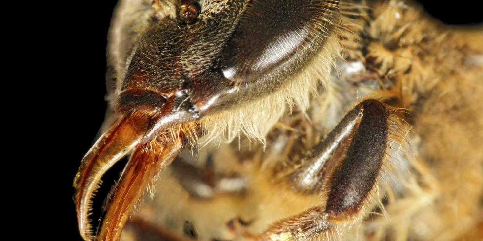 Honigbienen haben einen langen Rüssel, der aus den paarigen Hinterkiefertastern besteht, die eine Röhre bilden und die haarige Zunge umschließen.