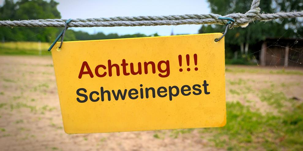 Die Afrikanische Schweinepest (ASP)