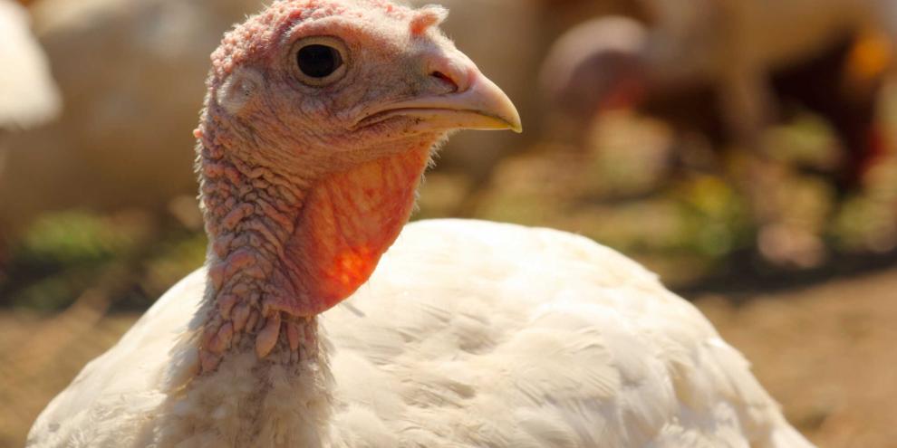 Es gibt erstmals einen Impfstoff gegen Vogelgrippe für Puten.