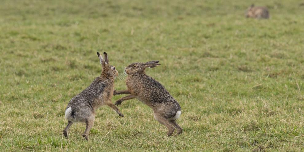 Die Hasenbesätze haben teilweise schwer unter der Myxomatose gelitten.