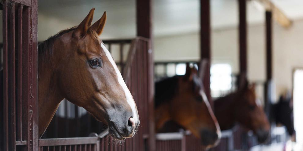 Pferfde-im-Stall-AdobeStock_88929146
