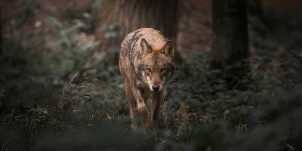 Ein unerwarteter Rückkehrer: Der Wolf in Deutschland
