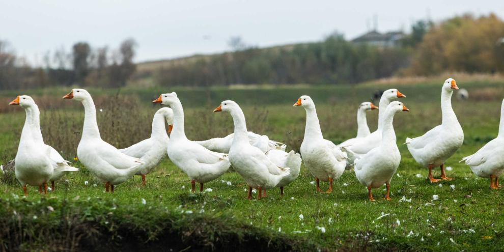 Nach den verheerenden Vogelgrippe-Ausbrüchen will das Land Sachsen das Impfen bei Gänsen testen (Symbolbild).