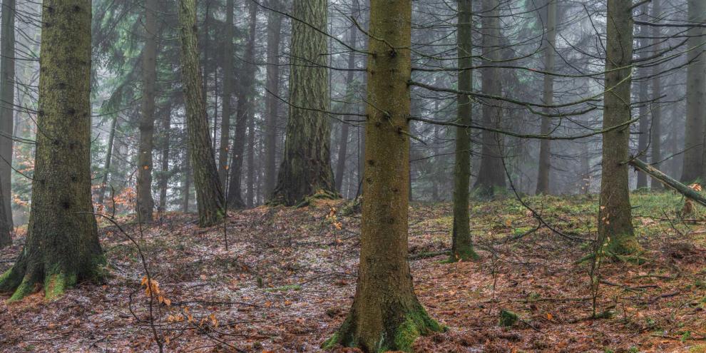 Ein frostiger Wald im Winter
