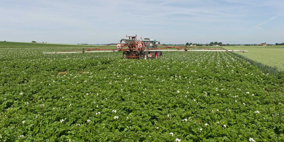 Fungizideinsatz in Kartoffeln: Produktneuheiten 2026