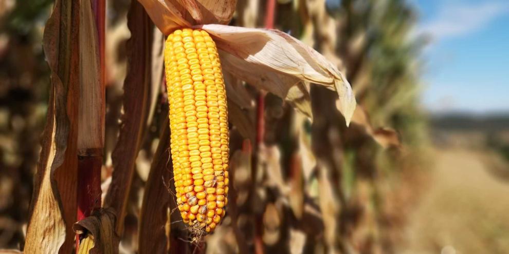 Ein Pflanzenbauberater gibt Tipps für beste Körnermaiserträge.